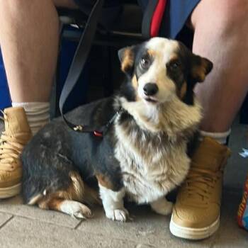 Corgi Dogs Available for Adoption in Huntington, West Virginia - Gracie Lynn | PetCurious