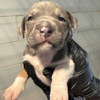 Cookie Dough -  Mixed Breed Dog for Adoption in Portland, Oregon - Cookie Dough | PetCurious