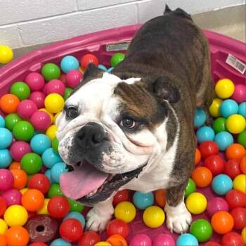 Dolche -  English Bulldog Dog for Adoption in Marshall, Virginia - Dolche | PetCurious