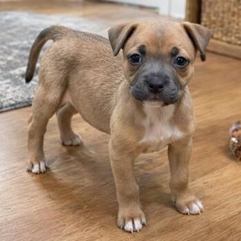 Rat Terrier and Mixed Breed Dogs Available for Adoption in Baton Rouge, Louisiana - Bridget | PetCurious