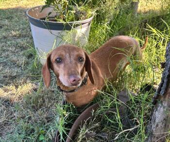 Rescue Dachshund Dogs for Adoption in Burbank, California - Oscar & Ollie Bonded Pair | PetCurious