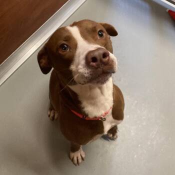 Asher -  Mixed Breed Dog for Adoption in Saint Charles, Missouri - Asher | PetCurious