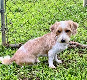 Dachshund and Yorkshire Terrier Dogs Available for Adoption in Joppa, Alabama - Hershey | PetCurious