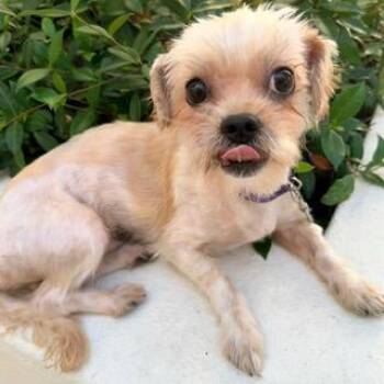 JASPER -  Shih Poo Dog for Adoption in Santa Monica, California - JASPER | PetCurious