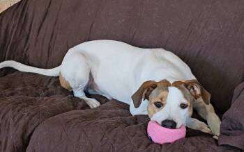 Rescue Labrador Retriever Dogs for Adoption in San Angelo, Texas - Bailey SC | PetCurious