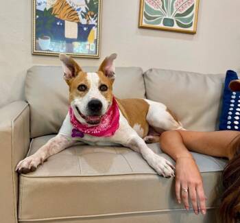 Miss Taco The Comfort Queen -  American Staffordshire Terrier and American Bulldog Dog for Adoption in Friendswood, Texas - Miss Taco The Comfort Queen | PetCurious