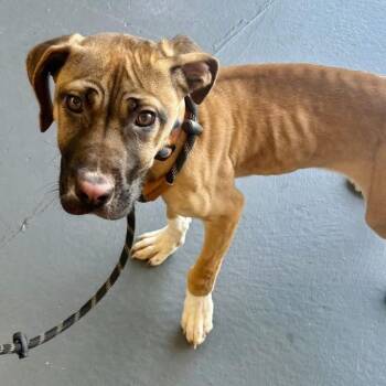 Leona -  Mastiff Dog for Adoption - Leona | PetCurious