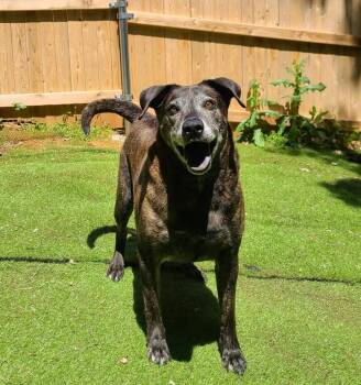 Labrador Retriever Dogs Available for Adoption in Shawnee, Oklahoma - Lucille | PetCurious