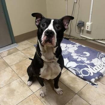 American Staffordshire Terrier Dogs Available for Adoption in Troutdale, Oregon - Project Manager (mcas) | PetCurious