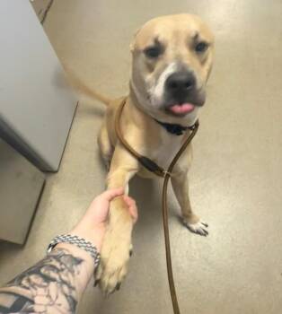 Derrick Morgan -  Staffordshire Bull Terrier Dog for Adoption in Springfield, Ohio - Derrick Morgan | PetCurious