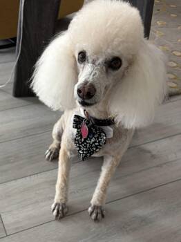 Poodle Dogs Available for Adoption in Margate, Florida - JAKE | PetCurious