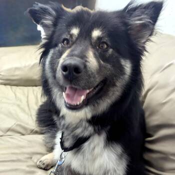 Shepherd and Mixed Breed Dogs Available for Adoption in Toronto, Ontario - ROXI | PetCurious