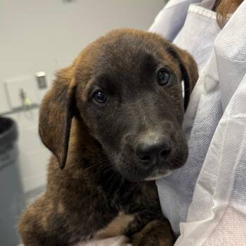 Groot -  Anatolian Shepherd and Golden Retriever Dog for Adoption in Greenville, South Carolina - Groot | PetCurious