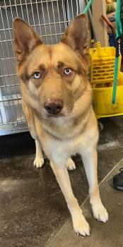 Owen- In Foster -  Shepherd and Husky Dog for Adoption in Rockwall, Texas - Owen- In Foster | PetCurious