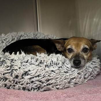 Lolli -  Terrier and Chihuahua Dog for Adoption in Palm Springs, California - Lolli | PetCurious