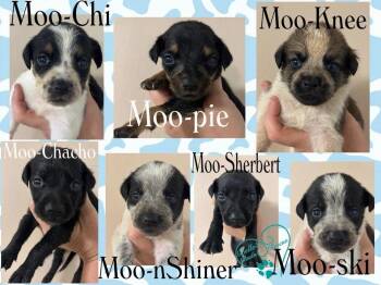 Mixed Breed Dogs Available for Adoption in Brookshire, Texas - Moo Pie | PetCurious