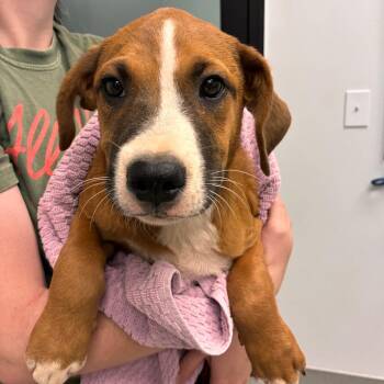 West -  Mixed Breed Dog for Adoption in Abilene, Texas - West | PetCurious