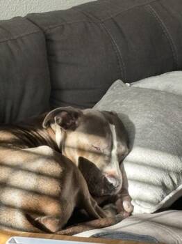 Junie -  Mixed Breed and American Staffordshire Terrier Dog for Adoption in Austin, Texas - Junie | PetCurious