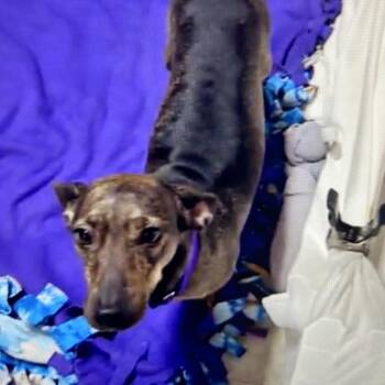 Grandma -  Chihuahua and Dachshund Dog for Adoption in Austin, Texas - Grandma | PetCurious