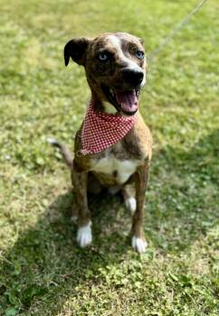 Rescue Mixed Breed and Pit Bull Terrier Dogs for Adoption in Upper Sandusky, Ohio - Brindle | PetCurious
