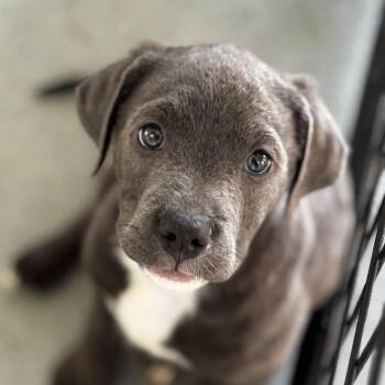 Mastiff and Mixed Breed Dogs Available for Adoption in Bradenton, Florida - Wiley | PetCurious