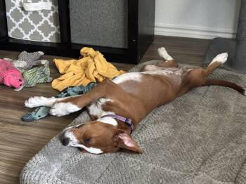 Mandy -  Boxer Dog for Adoption in Bastrop, Texas - Mandy | PetCurious