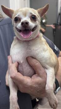 Lolita -  Chihuahua and Mixed Breed Dog for Adoption in Fairhope, Alabama - Lolita | PetCurious