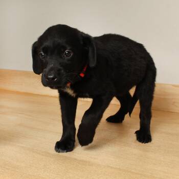 Catahoula Leopard Dog and Mixed Breed Dogs Available for Adoption in Minnetonka, Minnesota - Bismarck D68681 | PetCurious