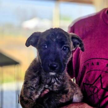 Belgian Shepherd Malinois and Mixed Breed Dogs Available for Adoption in Midland, Texas - Zuri | PetCurious