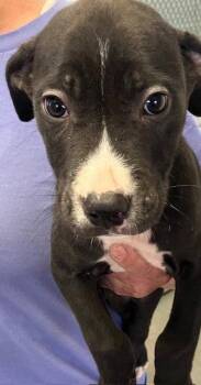 Mixed Breed Dogs Available for Adoption - Minnow 2 Months Male AVA 4/15 | PetCurious