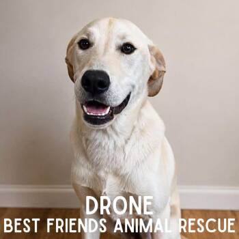 Drone -  Labrador Retriever and Mixed Breed Dog for Adoption in Wasilla, Alaska - Drone | PetCurious