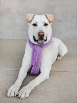 Stoli -  Mixed Breed Dog for Adoption in Longmont, Colorado - Stoli | PetCurious