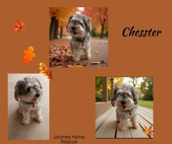 Rescue Schnauzer Dogs for Adoption in East Wenatchee, Washington - Chesster | PetCurious