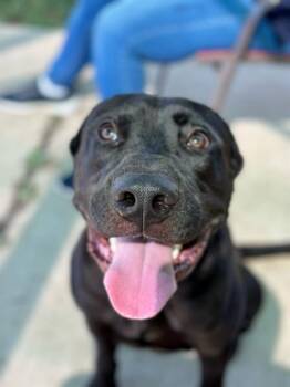 BATMAN -  Labrador Retriever and Pit Bull Terrier Dog for Adoption in St. Peters, Missouri - BATMAN | PetCurious