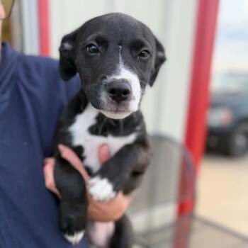 Bootsie -  Mixed Breed Dog Available for Adoption in Buffalo, Minnesota - Bootsie | PetCurious