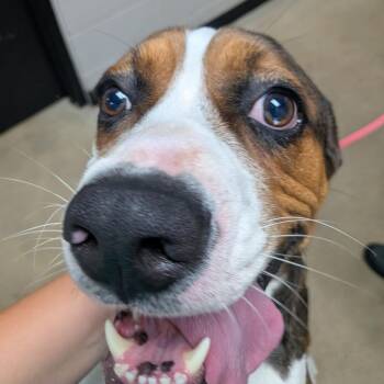 Frank -  Mixed Breed Dog for Adoption in Walker, Michigan - Frank | PetCurious