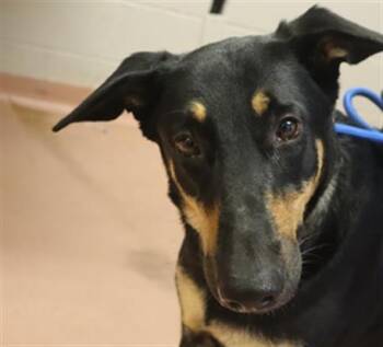 JESSIE -  Mixed Breed Dog for Adoption in Columbia, South Carolina - JESSIE | PetCurious