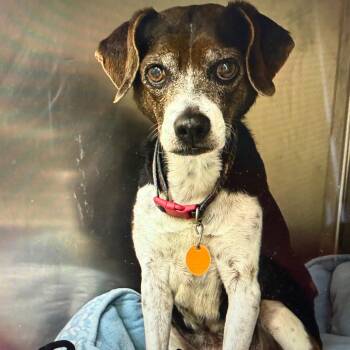 Scooby -  Beagle Dog for Adoption in Normal, Illinois - Scooby | PetCurious