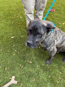 Calvin -  American Staffordshire Terrier Dog for Adoption in San Diego, California - Calvin | PetCurious