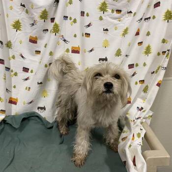 A614489 -  Poodle Dog for Adoption in Modesto, California - A614489 | PetCurious