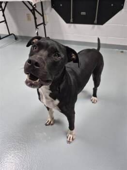 ROCKY -  Pit Bull Terrier and Labrador Retriever Dog for Adoption in St. Cloud, Florida - ROCKY | PetCurious