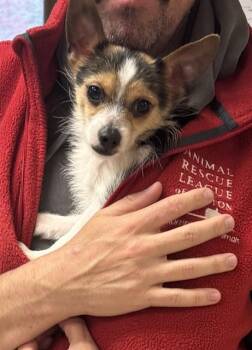 Chihuahua and Mixed Breed Dogs Available for Adoption in Brewster, Massachusetts - CHEETO | PetCurious