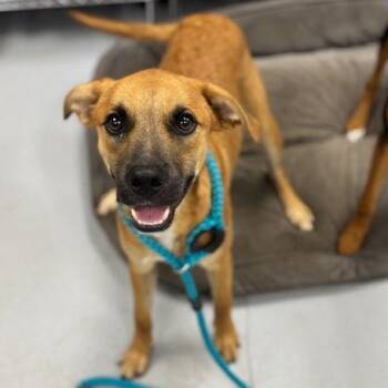Rescue Mixed Breed Dogs for Adoption in Penns Grove, New Jersey - Doc | PetCurious