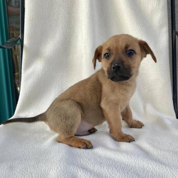 Rescue Labrador Retriever and Terrier Dogs for Adoption in Carencro, Louisiana - Boot | PetCurious