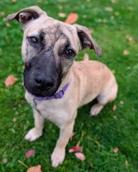 Rescue Dachshund and Terrier Dogs for Adoption in Caldwell, Texas - Ellen | PetCurious