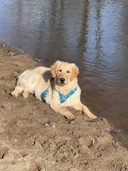 Golden Retriever Dogs Available for Adoption in Williamsburg, Iowa - Bailey (Courtesy Listing) | PetCurious