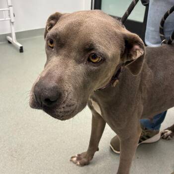 Alva -  Pit Bull Terrier Dog Available for Adoption in Abilene, Texas - Alva | PetCurious