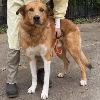 Leonidas -  Shepherd and Mixed Breed Dog for Adoption in Chicago, Illinois - Leonidas | PetCurious