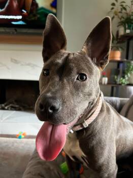 Rescue Staffordshire Bull Terrier Dogs for Adoption in Port St. Joe, Florida - Talli | PetCurious