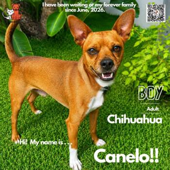 Canelo -  Chihuahua Dog for Adoption in Westminster, California - Canelo | PetCurious